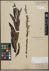 Foto von Salix triandra L. x Salix viminalis L.